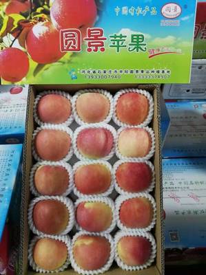 金秋采摘正當時，井陘小作“圓景”紅富士邀您共品豐收樂